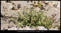 Scrophularia-laciniata