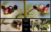 Scrophularia-laciniata2