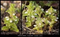 Sideritis-romana