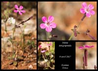 Silene-integripetala