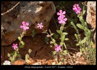 Silene-integripetala2
