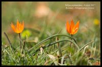 Tulipa-orphanidea4