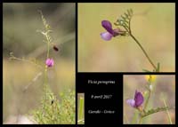 Vicia-peregrina