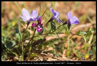 Vinca-herbacea-&-Orchis-quadripunctata