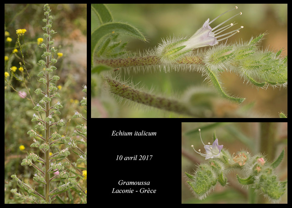 Echium-italicum