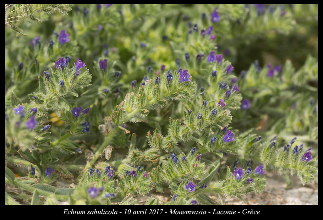 Echium-sabulicola