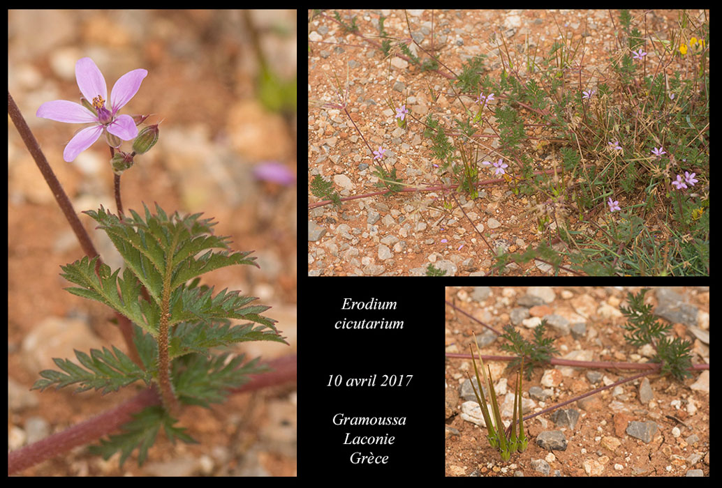 Erodium-cicutarium