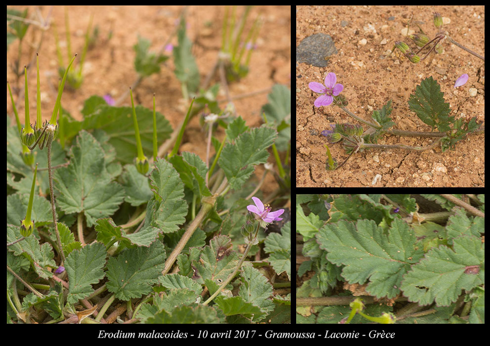 Erodium-malacoides