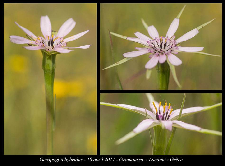 Geropogon-hybridus