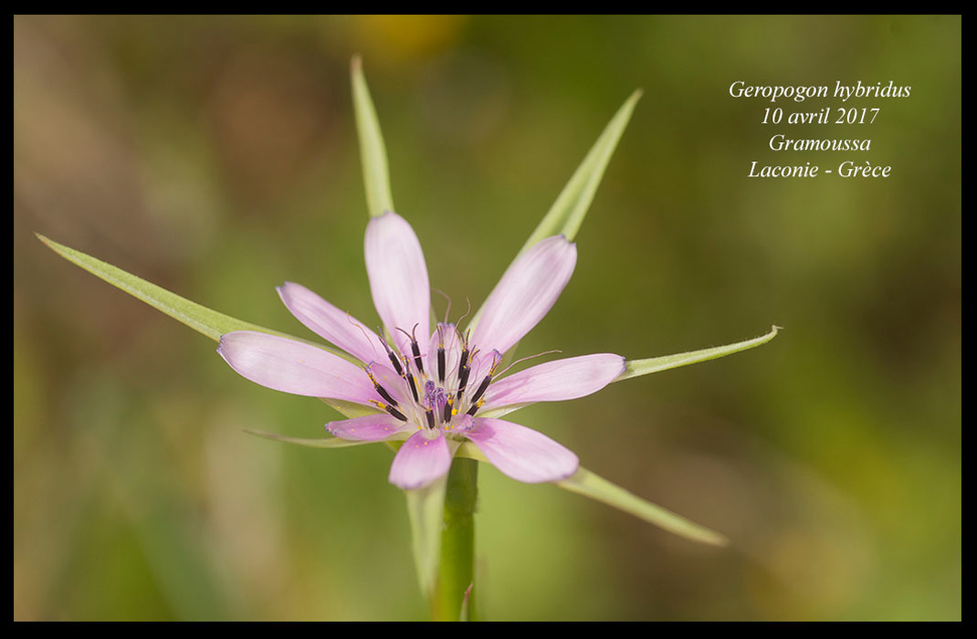 Geropogon-hybridus2