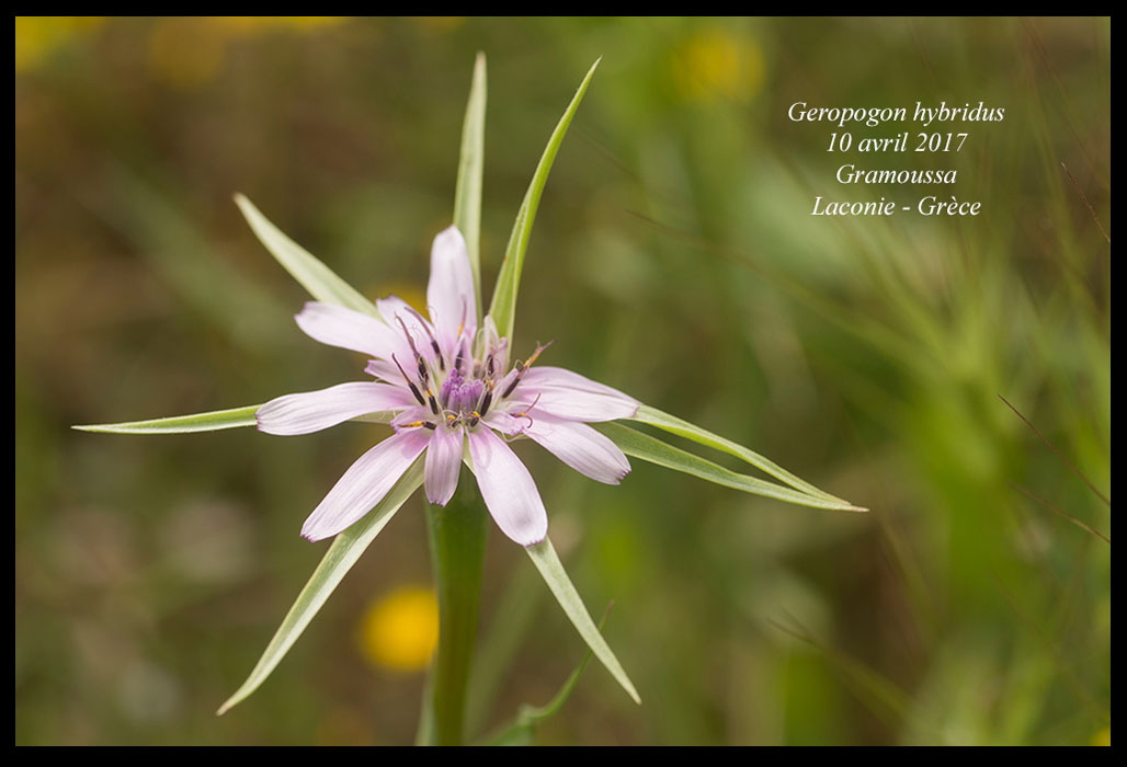 Geropogon-hybridus3