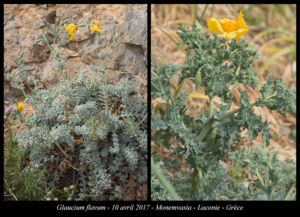 Glaucium-flavum
