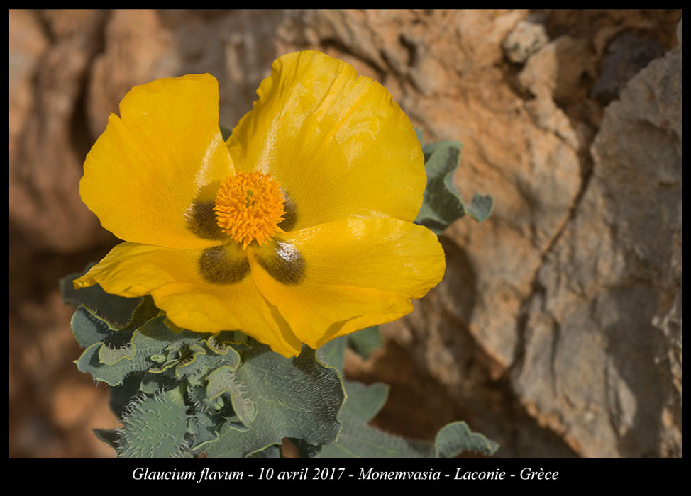 Glaucium-flavum2