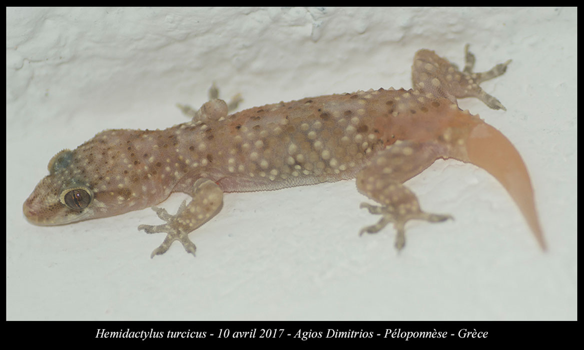 Hemidactylus-turcicus