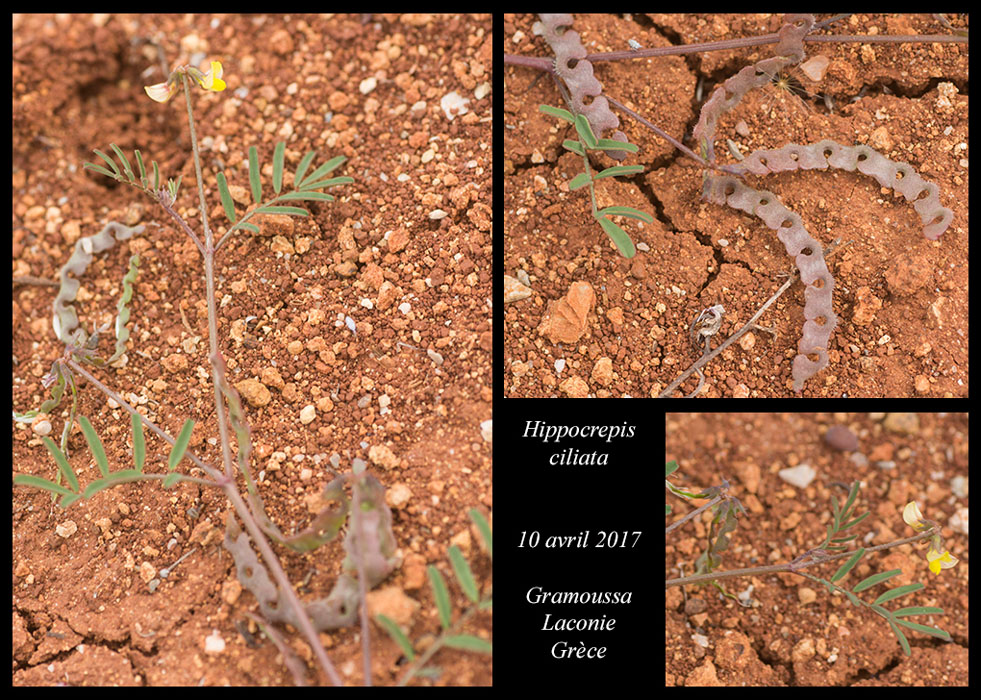 Hippocrepis-ciliata