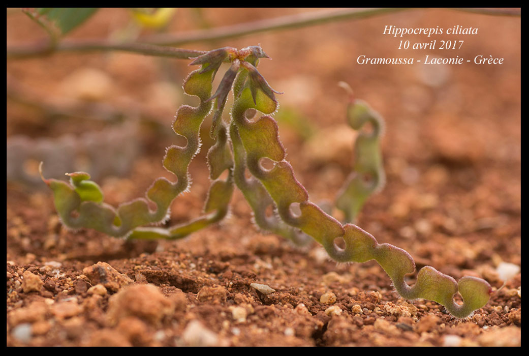 Hippocrepis-ciliata2