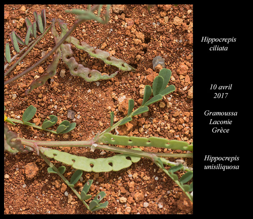 Hippocrepis-unisiliquosa-&-ciliata