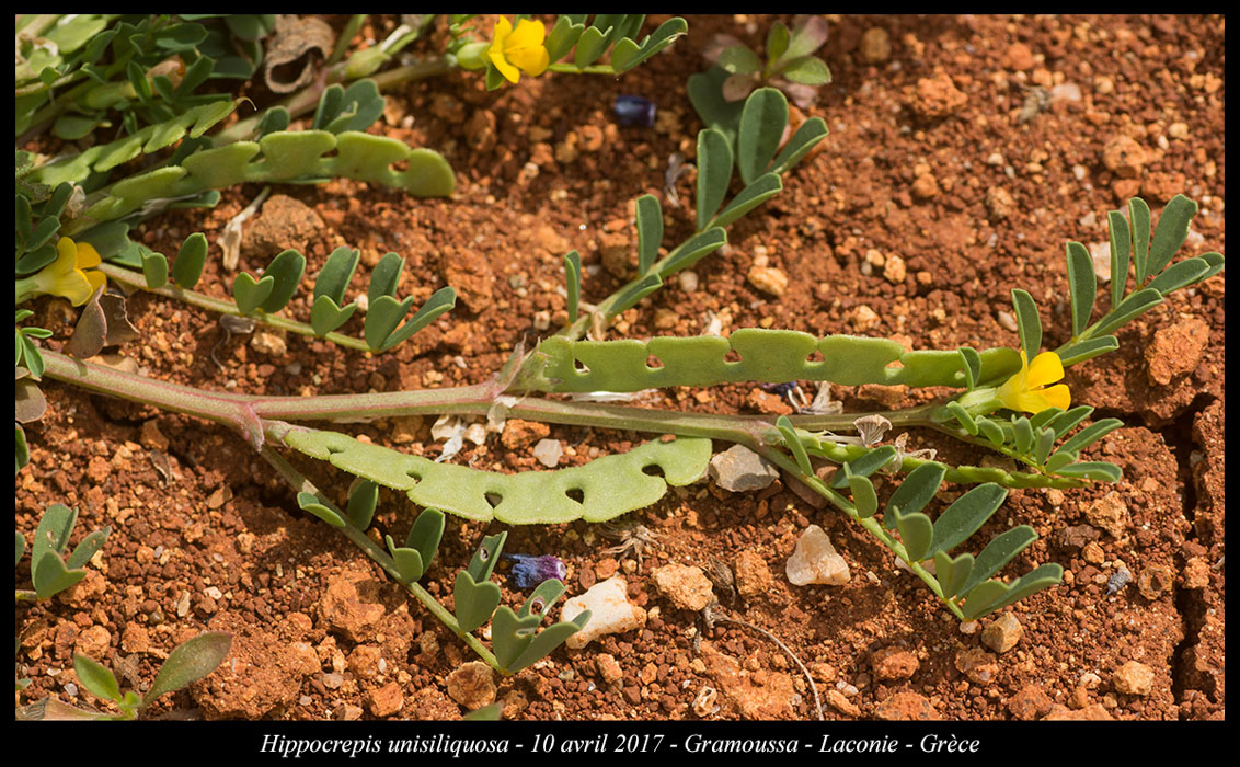 Hippocrepis-unisiliquosa