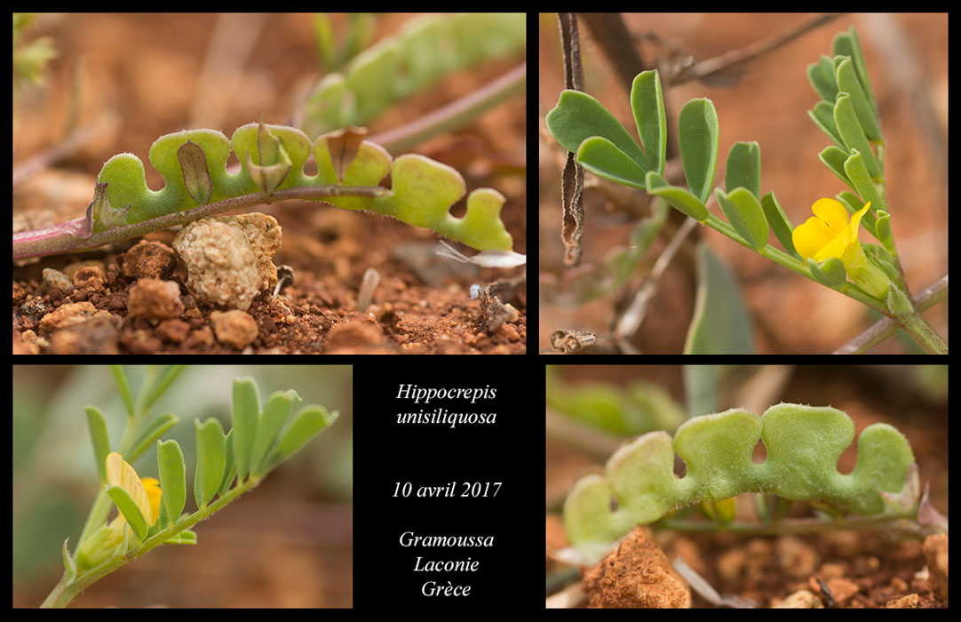 Hippocrepis-unisiliquosa2