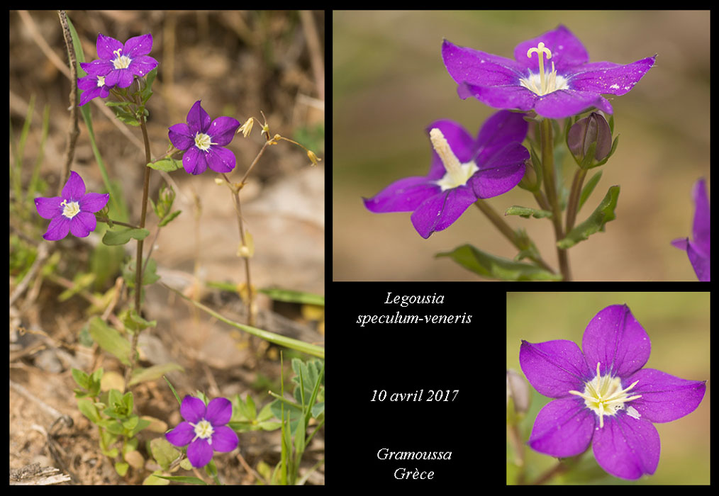 Legousia-speculum-veneris