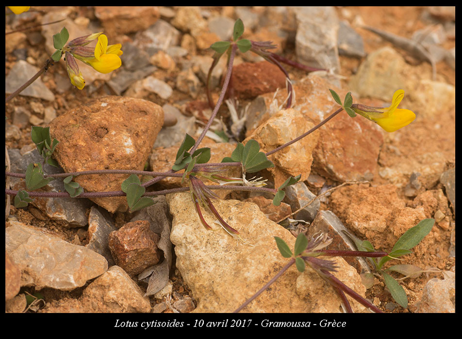 Lotus-cytisoides