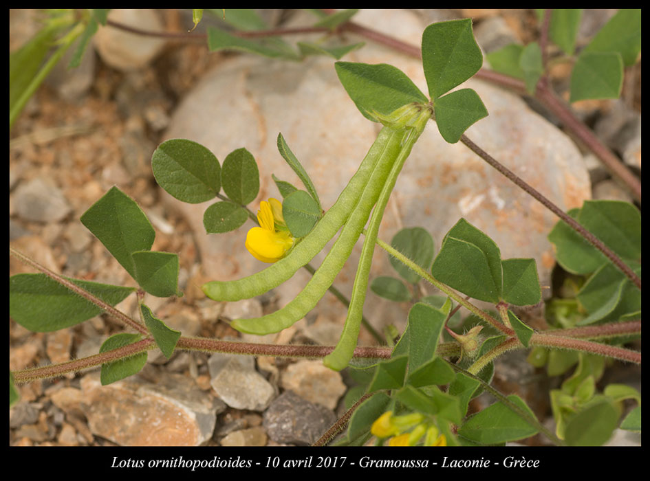 Lotus-ornithopodioides2