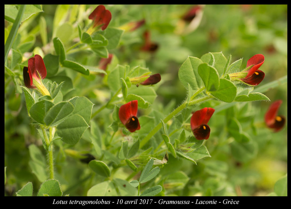 Lotus-tetragonolobus