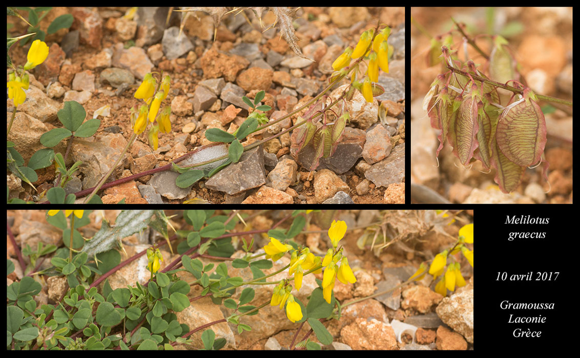 Melilotus-graecus