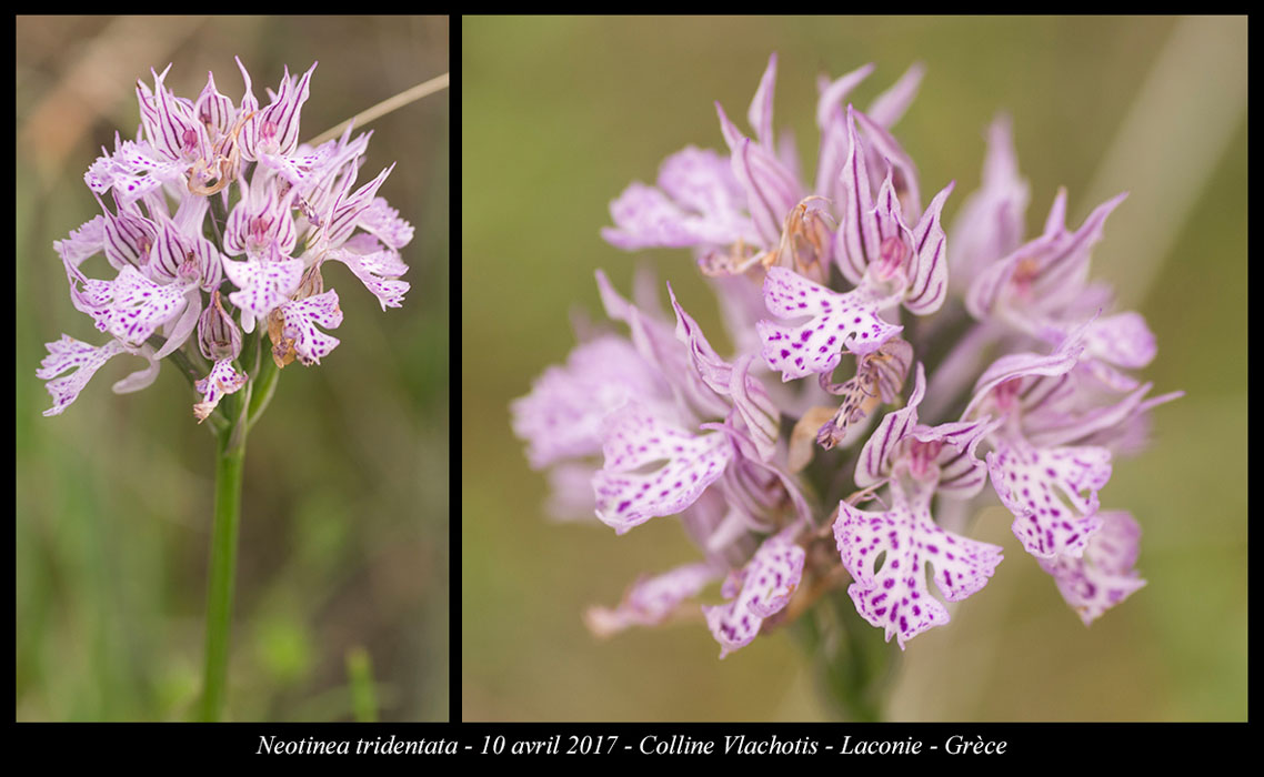 Neotinea-tridentata