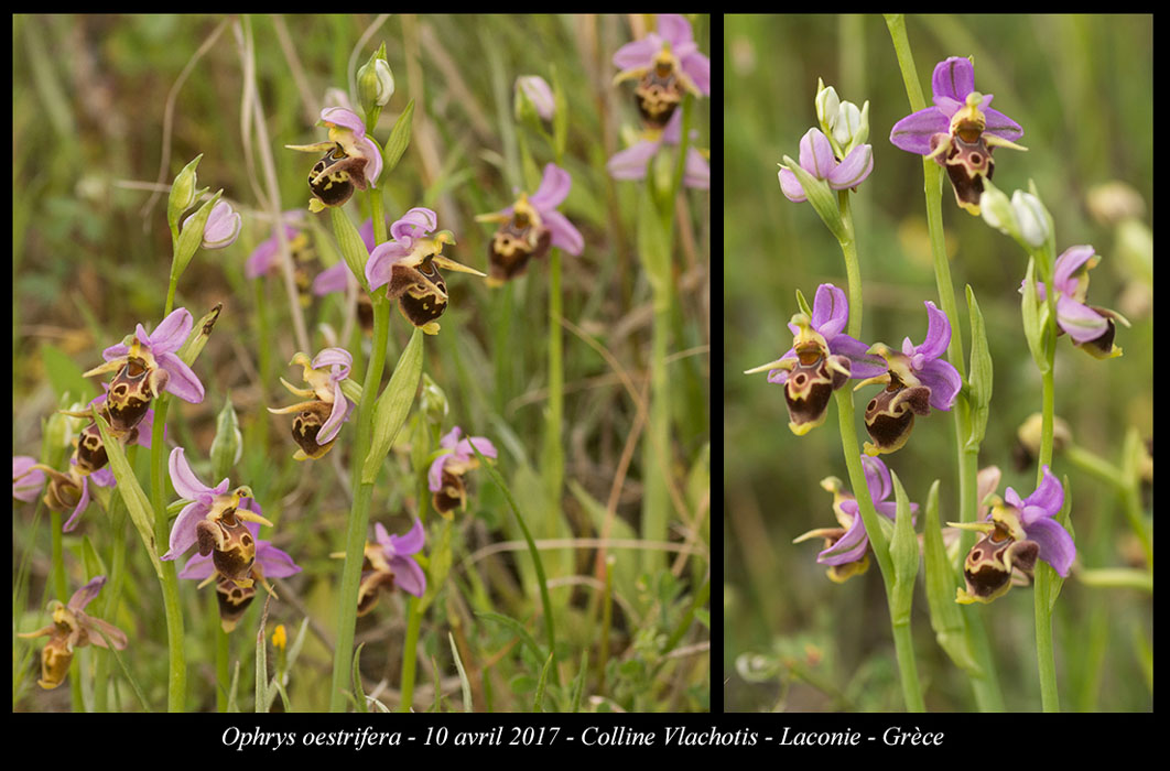 Ophrys-oestrifera