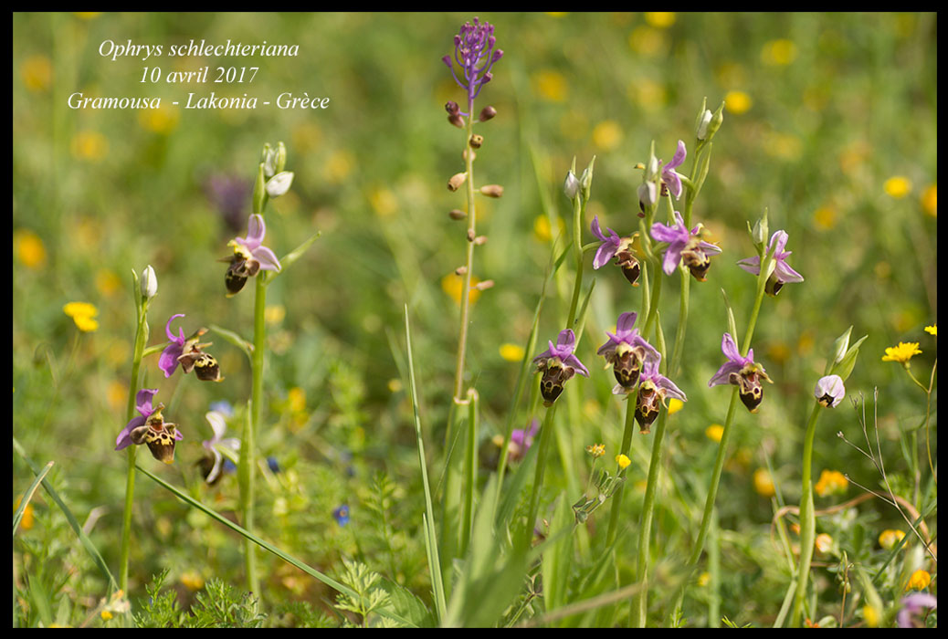 Ophrys-schlechteriana2