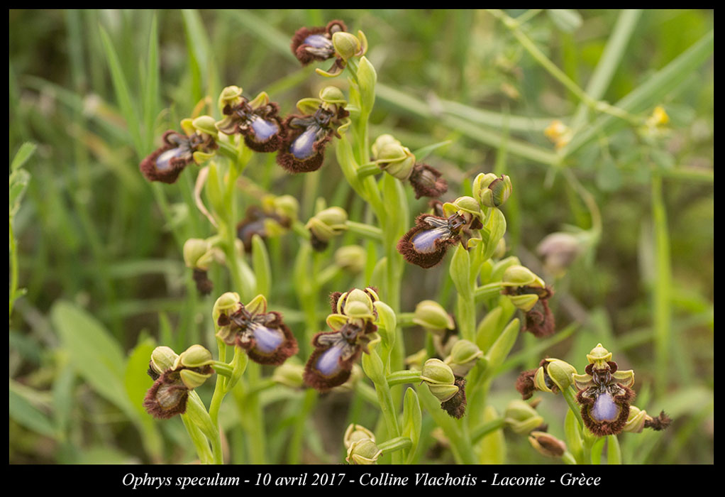 Ophrys-speculum