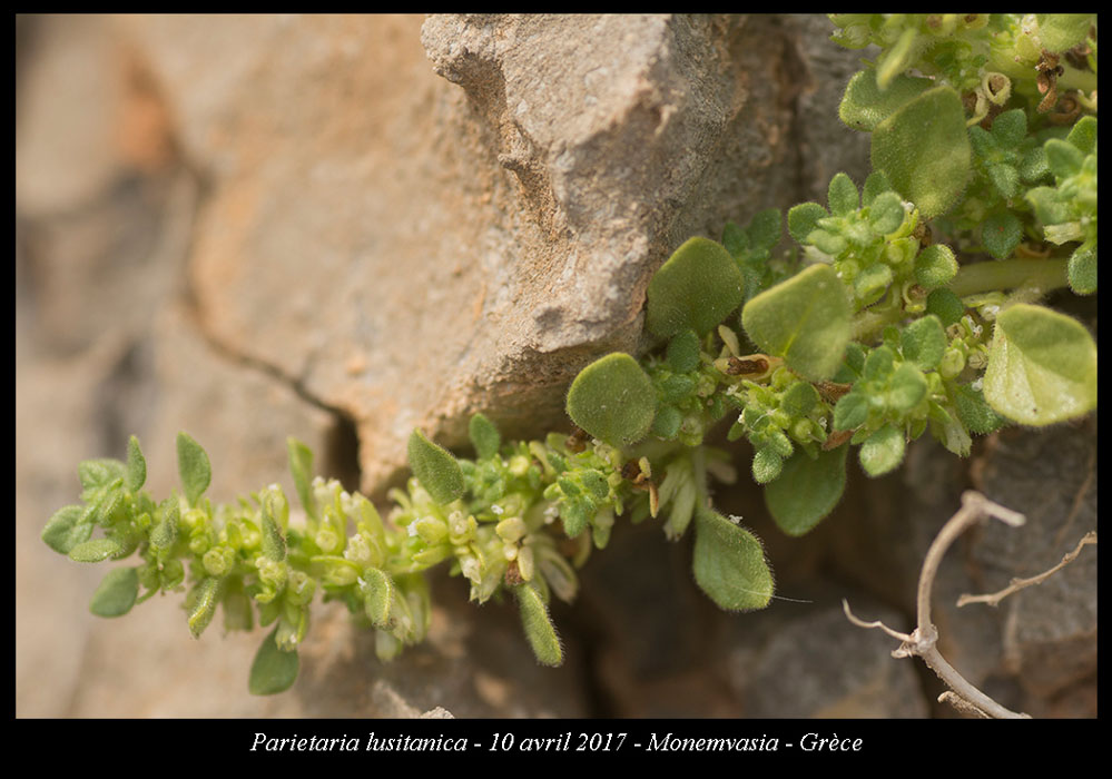 Parietaria-lusitanica