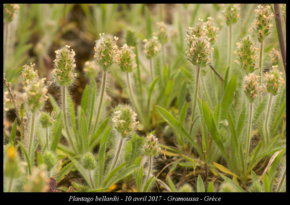 Plantago-bellardii
