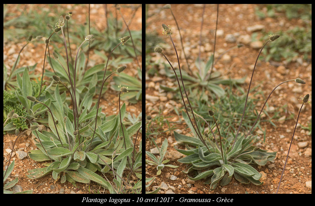 Plantago-lagopus