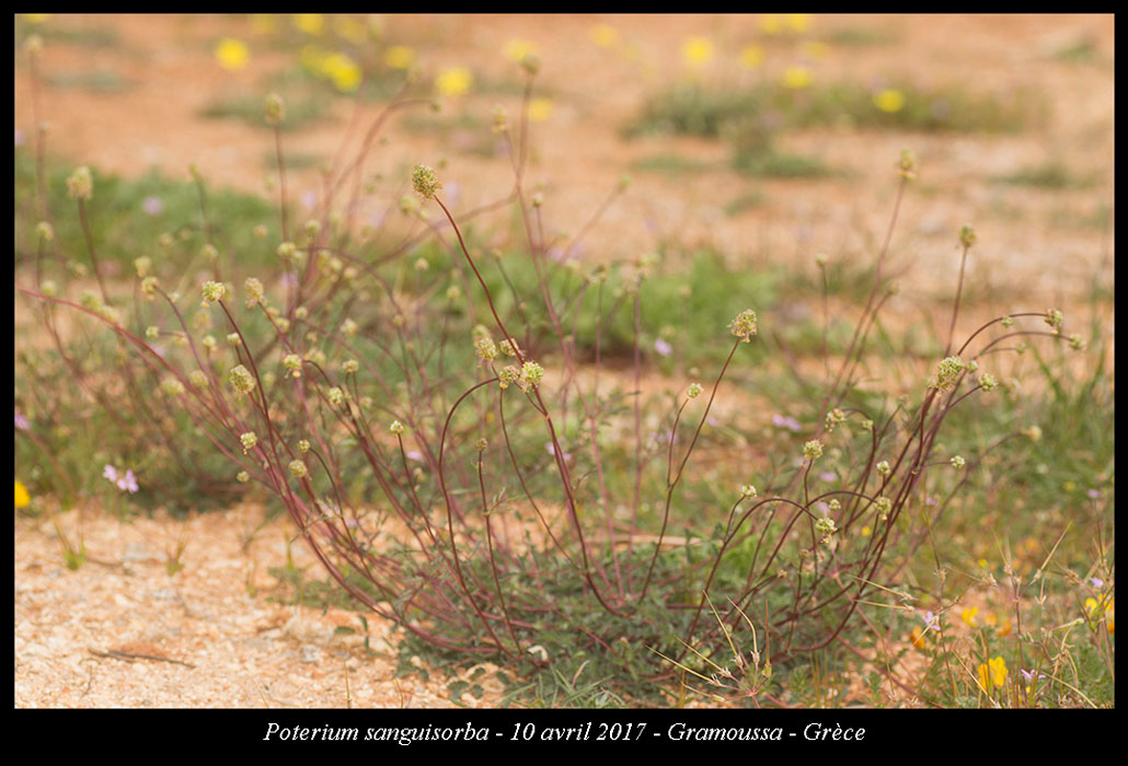 Poterium-sanguisorba