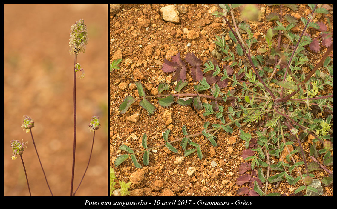 Poterium-sanguisorba2