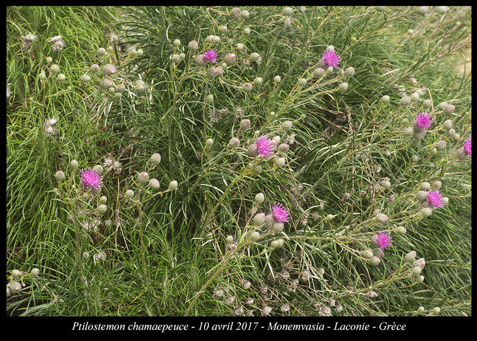 Ptilostemon-chamaepeuce