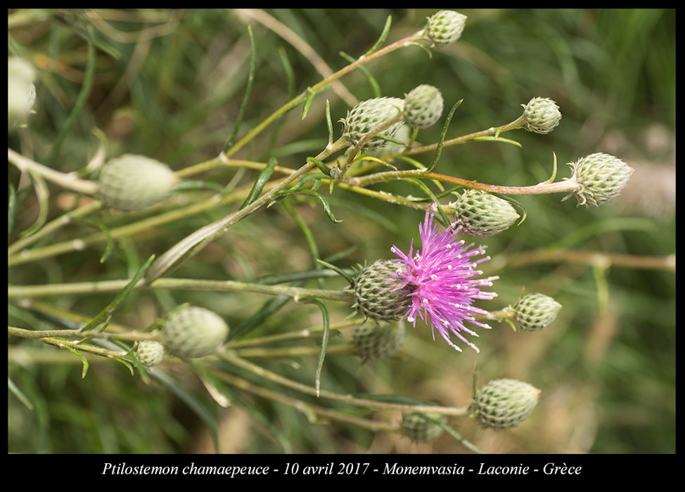 Ptilostemon-chamaepeuce2