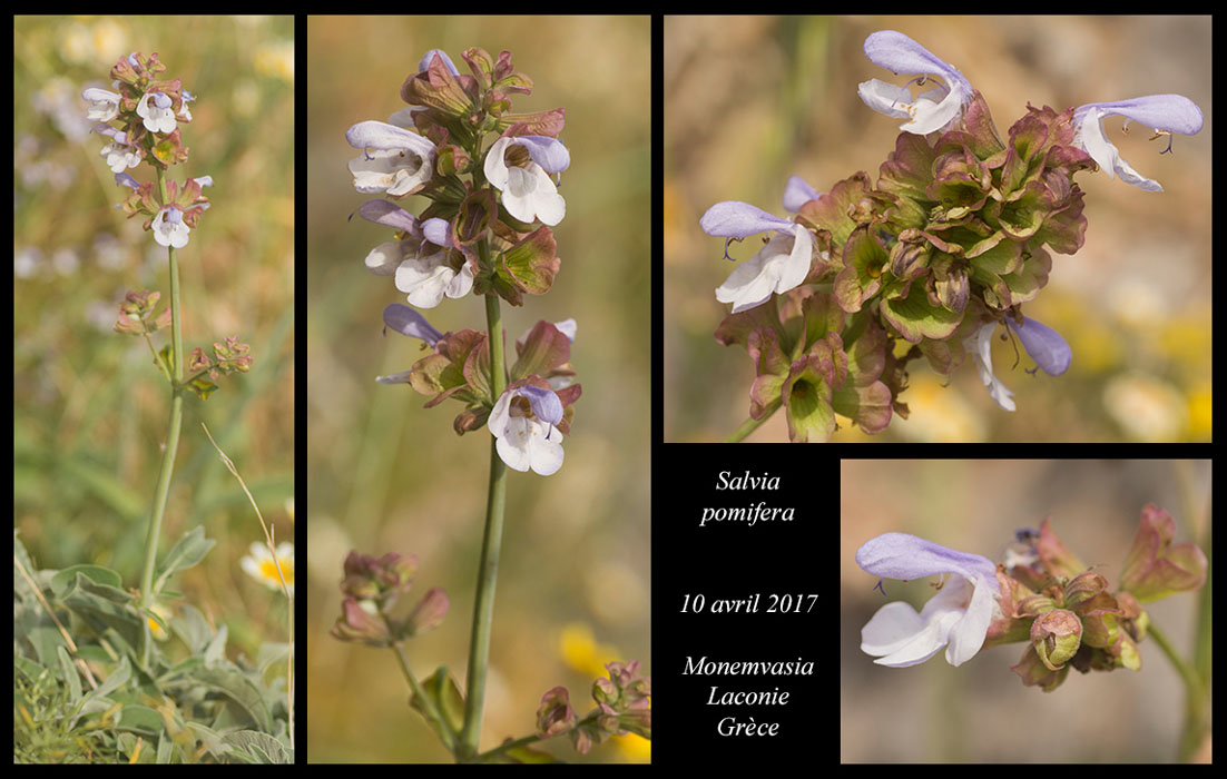 Salvia-pomifera