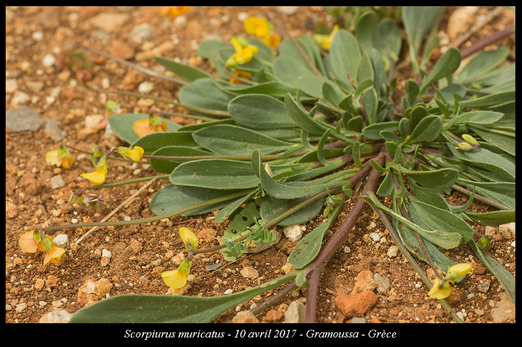 Scorpiurus-muricatus