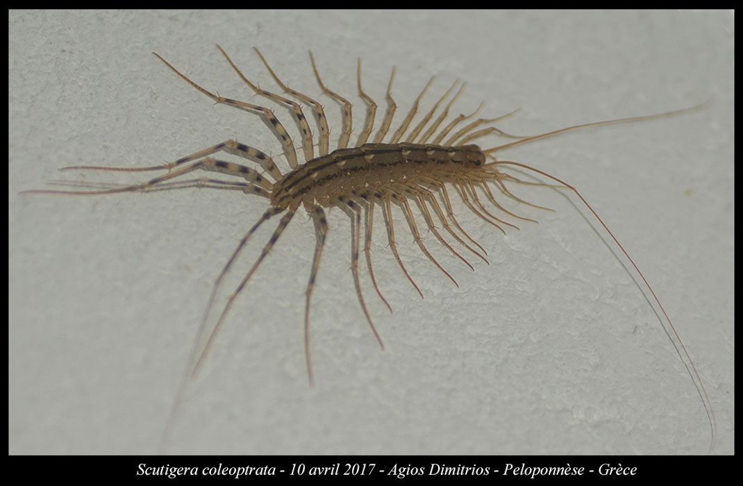 Scutigera-coleoptrata