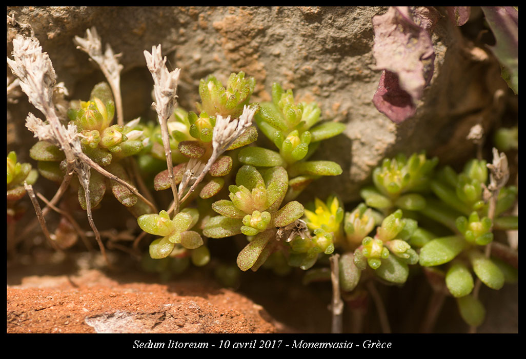 Sedum-litoreum