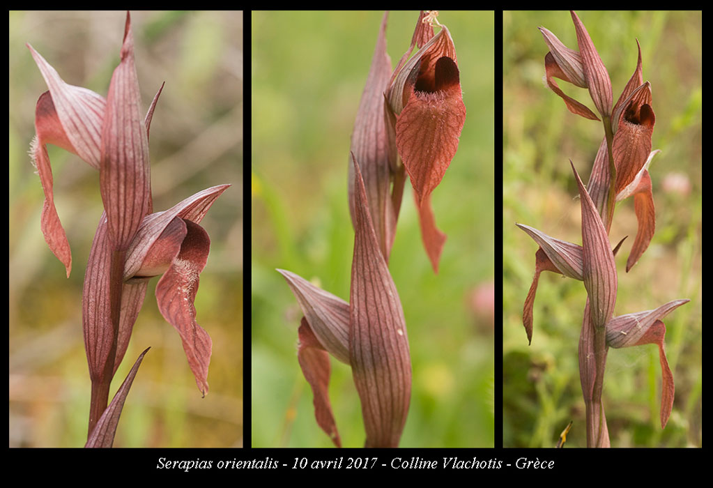 Serapias-orientalis