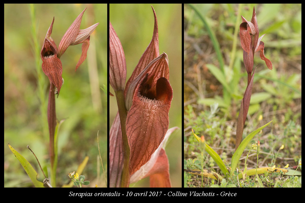 Serapias-orientalis2