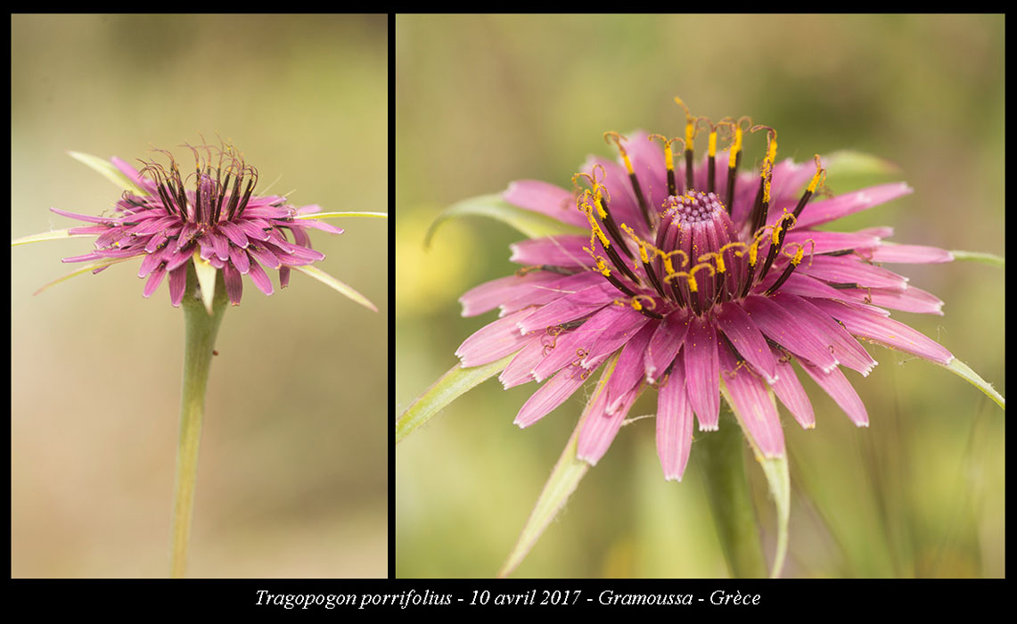 Tragopogon-porrifolius