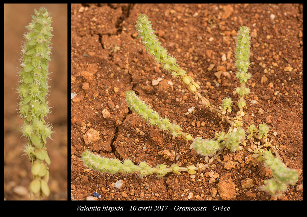 Valantia-hispida