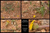 Hedypnois-rhagadioloides