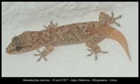 Hemidactylus-turcicus