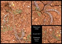 Hippocrepis-ciliata